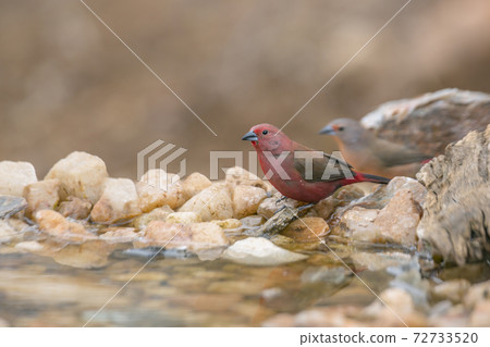 Jameson Firefinch in Kruger National park, South Africa 72733520