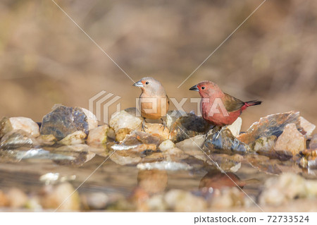 Jameson Firefinch in Kruger National park, South Africa 72733524