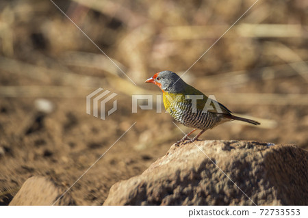 Green winged Pytilia in Kruger National park, South Africa Green winged Pytilia in Kruger National park, South Africa 72733553