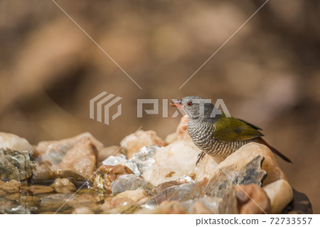Green winged Pytilia in Kruger National park, South Africa 72733557