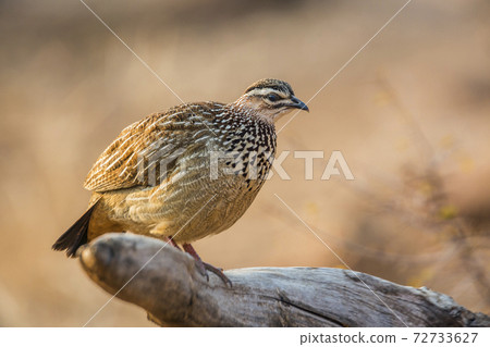Crested Francolin in Kruger National park, South Africa 72733627