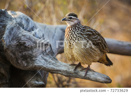 Crested Francolin in Kruger National park, South Africa 72733629