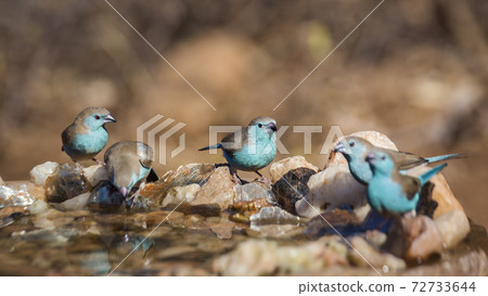 Blue breasted Cordonbleu in Kruger National park, South Africa Blue breasted Cordonbleu in Kruger National park, South Africa 72733644