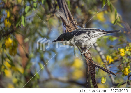 Black backed Puffback in Kruger National park, South Africa 72733653