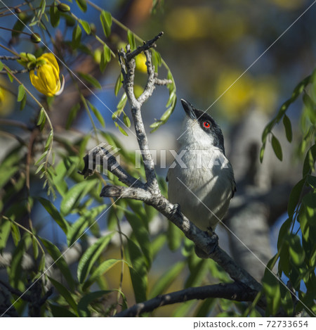 Black backed Puffback in Kruger National park, South Africa 72733654