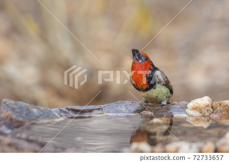 Black collared Barbet in Kruger National park, South Africa Black collared Barbet in Kruger National park, South Africa 72733657