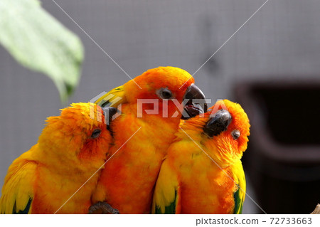 Good friend Sun Conure 72733663