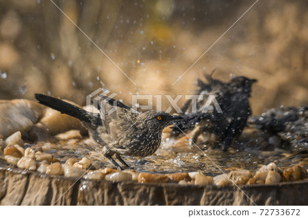 Arrow marked Babbler in Kruger National park, South Africa 72733672