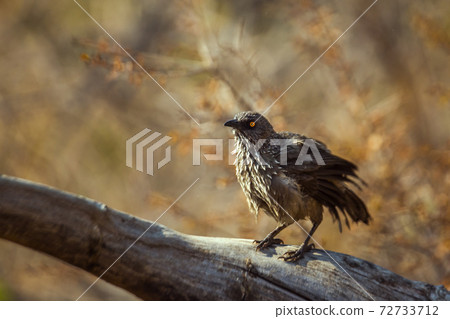 Arrow marked Babbler in Kruger National park, South Africa Arrow marked Babbler in Kruger National park, South Africa 72733712