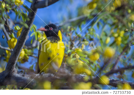 African Black headed Oriole in Kruger National park, South Africa African Black headed Oriole in Kruger National park, South Africa 72733730