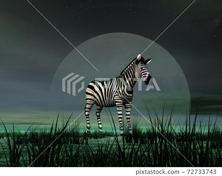 Zebra by moonlight 72733743