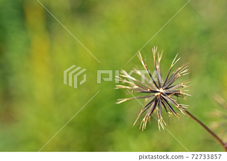 Annoying sticking insect (Kosendangusa) 72733857