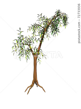 Bamboo tree - 3D render 72733936