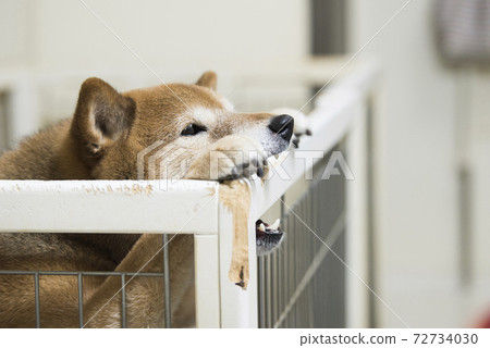 Shiba Inu playing a prank 72734030