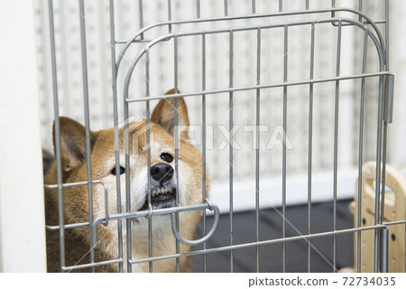 滑稽面孔柴犬 滑稽面孔柴犬 72734035