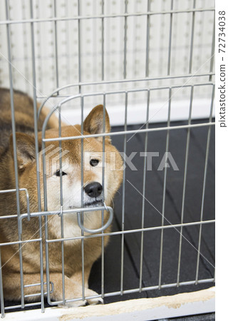 Shiba Inu I want you to take out of the gauge Shiba Inu I want you to take out of the gauge 72734038