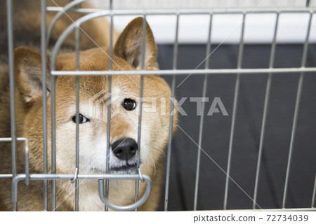 Shiba Inu I want you to take out of the gauge Shiba Inu I want you to take out of the gauge 72734039