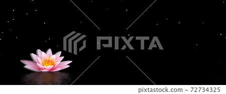 Lily flower by night Lily flower by night 72734325