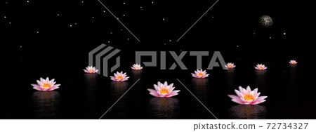 Lily flowers by night Lily flowers by night 72734327