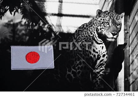 日本國旗和美洲虎 日本國旗和美洲虎 72734461