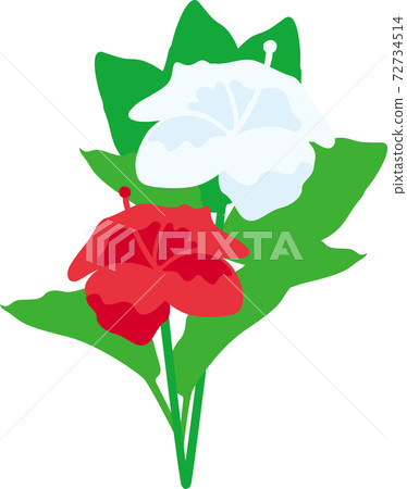 芙蓉盛開在沖繩 芙蓉盛開在沖繩 72734514