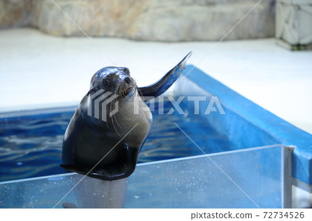 Sea lion 72734526