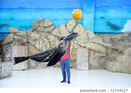 Sea lion Sea lion 72734527