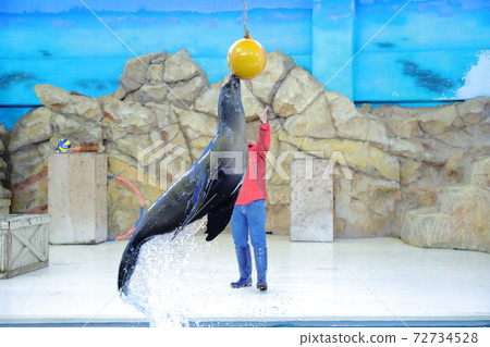 Sea lion 72734528