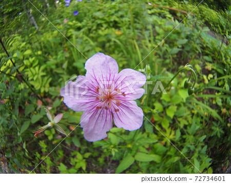 Geraniaceae Tachifuuro flowers 72734601