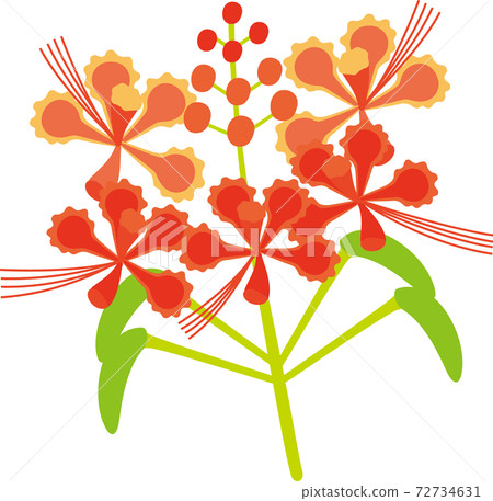 Peacock flower blooming in Okinawa 72734631