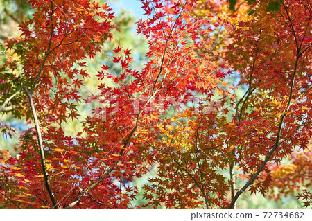 Autumn leaves Autumn leaves 72734682