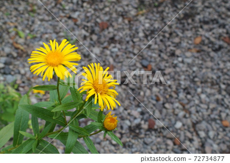 Yellow flowers of Inula salicina 72734877