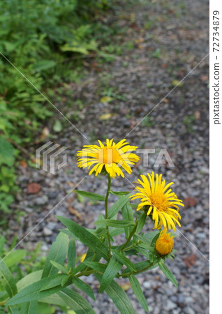 Yellow flowers of Inula salicina Yellow flowers of Inula salicina 72734879