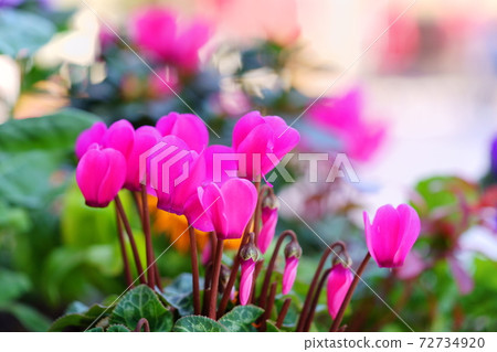 Planter flower field 22 Planter flower field 22 72734920