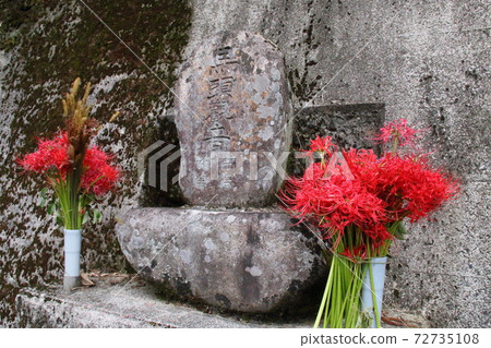 Cluster amaryllis offering to Jizo Cluster amaryllis offering to Jizo 72735108