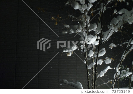 在院子裡的樹苗上下雪 在院子裡的樹苗上下雪 72735149