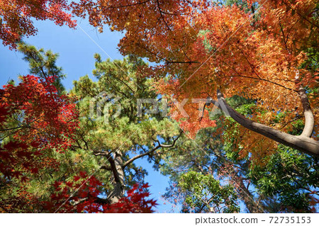 Autumn leaves 72735153