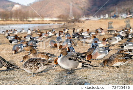 Duck on the hill Mitakada retarding basin 72735486