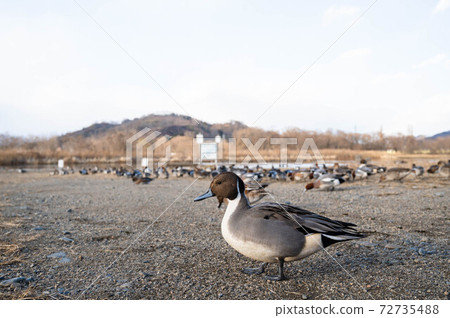 Onagagamo Os 72735488