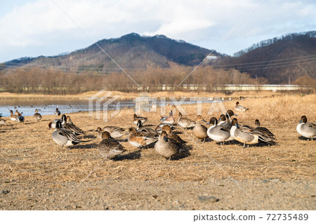 山上的長野鴨 72735489