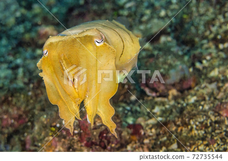 Cuttlefish, Broaoclub Cuttlefish, North Sulawesi, Indonesia Cuttlefish, Broaoclub Cuttlefish, North Sulawesi, Indonesia 72735544