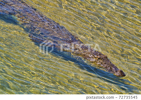 Mugger Crocodile, Royal Bardia National Park, Nepal Mugger Crocodile, Royal Bardia National Park, Nepal 72735545