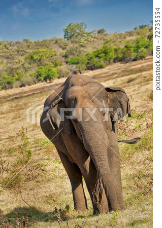 Sri Lankan Elephant, Wilpattu National Park, Sri Lanka 72735554