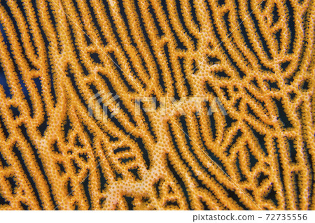 Gorgonian, Sea Fan, Sea Whips, Coral Reef, South Ari Atoll, Maldives 72735556