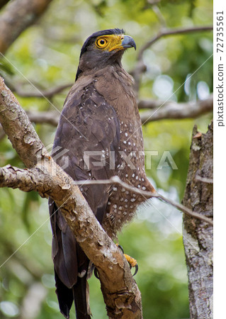 Crested Serpent Eagle, Wilpattu National Park, Sri Lanka 72735561