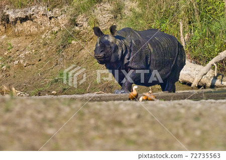 Greater One-horned Rhinoceros, Royal Bardia National Park, Nepal Greater One-horned Rhinoceros, Royal Bardia National Park, Nepal 72735563