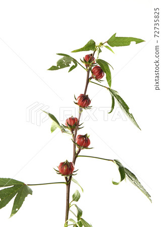 Roselle (Hibiscus sabdariffa) flower and fruit on white background. 72735825