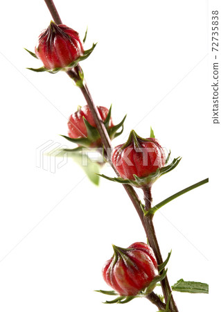 Roselle (Hibiscus sabdariffa) flower and fruit on white background. Roselle (Hibiscus sabdariffa) flower and fruit on white background. 72735838