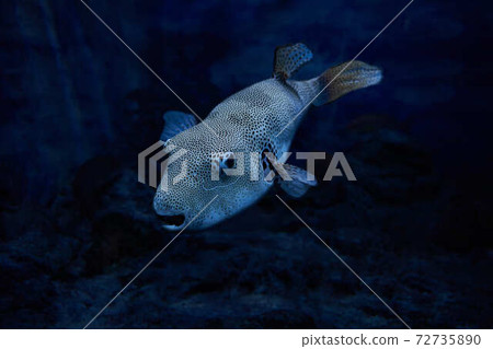 Underwater fish Underwater fish 72735890