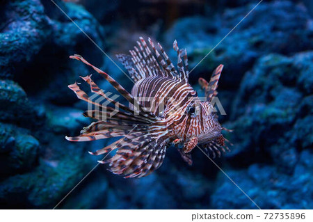 fish魚 fish魚 72735896